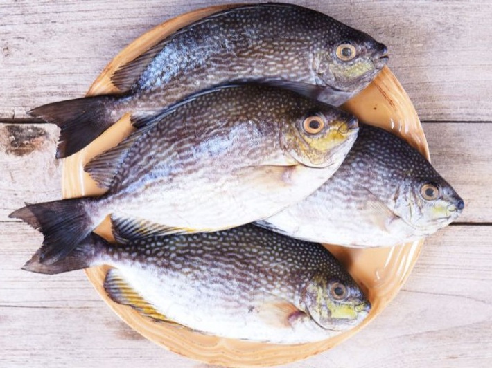 أهم الفوائد الصحية لسمك الصافي 2