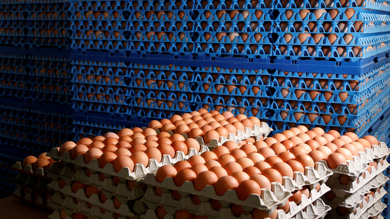أسعار البيض الجنة نيوز