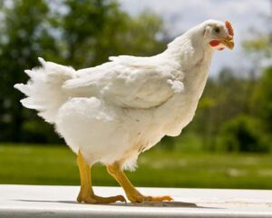 16044441571663654838