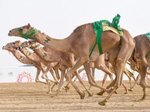 22364e59 3934 4f6e a00f 74ad7c02c295