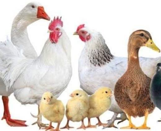 FB IMG 1754269909278