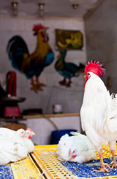 gettyimages 508618495 612x612 1