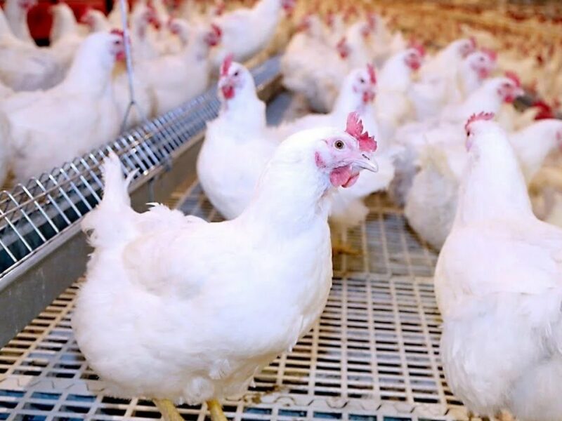 maxresdefault 2 2 800x600 2